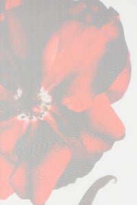ALEXANDER MCQUEEN Alexander Mcqueen Woman Accessories Scarves & Shawls